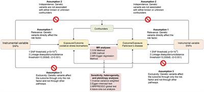 Bidirectional two-sample Mendelian randomization analysis identifies causal associations between oxidative stress and Parkinson’s disease